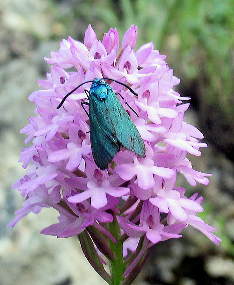 Anacamptis pyramidalis